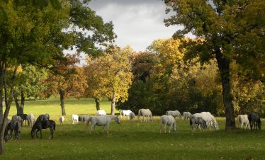 Lipica horses, Cycling cross the Alps to the Slovenian Coast