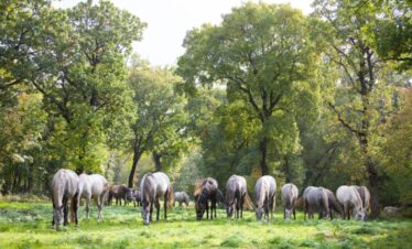Lipica Family cycling trip from ljubljana to piran